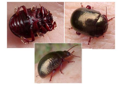 Réf. 311 588 : Chrysolina bankii